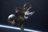 Thai Oranda  Panda 5.5 Inch (ID#1029To6a-106)