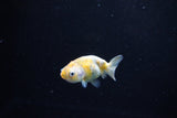 Baby Ranchu  Calico 2.5 Inch (ID#1122R9c-34) Free2Day SHIPPING