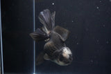 Thai Oranda  Panda 5.5 Inch (ID#1029To6a-106)