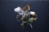 Thai Oranda  Panda 5.5 Inch (ID#1029To6a-106)