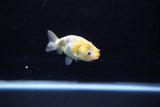 Baby Ranchu  Calico 2.5 Inch (ID#1122R9c-34) Free2Day SHIPPING