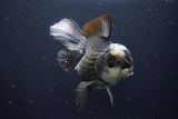 Thai Oranda  Panda 5.5 Inch (ID#1029To6a-106)