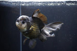 Thai Oranda  Panda 5.5 Inch (ID#1029To6a-106)