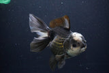 Thai Oranda  Panda 5.5 Inch (ID#1029To6a-106)