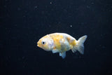 Baby Ranchu  Calico 2.5 Inch (ID#1122R9c-34) Free2Day SHIPPING