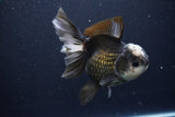 Thai Oranda  Panda 5.5 Inch (ID#1029To6a-106)