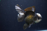 Thai Oranda  Panda 5.5 Inch (ID#1029To6a-106)