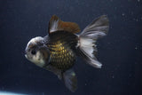 Thai Oranda  Panda 5.5 Inch (ID#1029To6a-106)