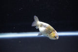 Baby Ranchu  Calico 2 Inch (ID#1122R9c-35) Free2Day SHIPPING