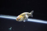 Baby Ranchu  Calico 2 Inch (ID#1122R9c-35) Free2Day SHIPPING