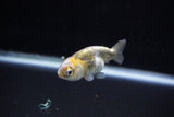 Baby Ranchu  Calico 2 Inch (ID#1122R9c-35) Free2Day SHIPPING