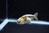 Baby Ranchu  Calico 2 Inch (ID#1122R9c-35) Free2Day SHIPPING