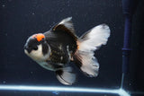 Thai Oranda  Tricolor 5.5 Inch (ID#1029To6b-107)