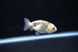 Baby Ranchu  Calico 2 Inch (ID#1122R9c-35) Free2Day SHIPPING