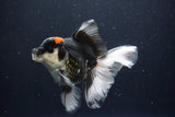 Thai Oranda  Tricolor 5.5 Inch (ID#1029To6b-107)