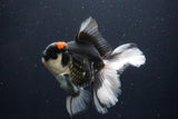 Thai Oranda  Tricolor 5.5 Inch (ID#1029To6b-107)