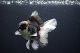 Thai Oranda  Tricolor 5.5 Inch (ID#1029To6b-107)