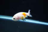 Baby Ranchu  Calico 2.5 Inch (ID#1122R9c-36) Free2Day SHIPPING