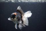 Thai Oranda  Tricolor 5.5 Inch (ID#1029To6b-107)