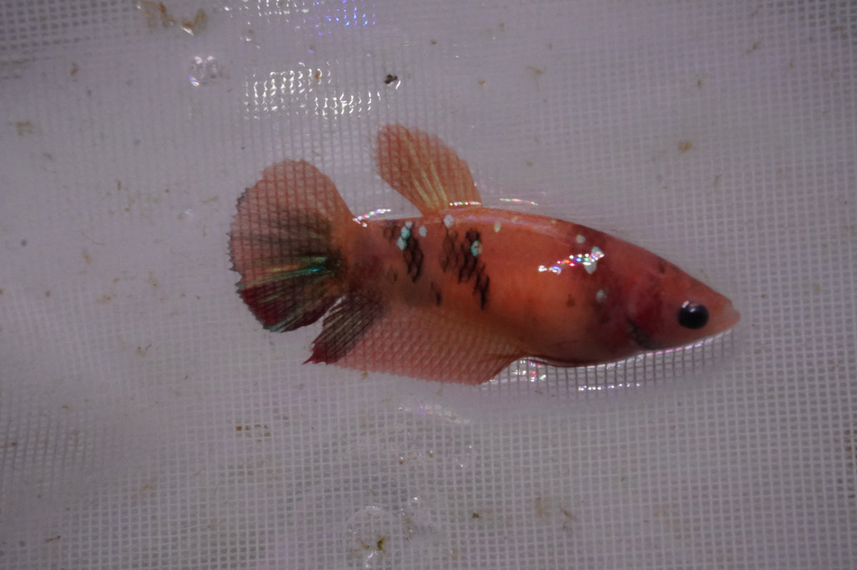 Betta Koi — King Koi and Goldfish