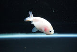 Baby Ranchu  Calico 2.5 Inch (ID#1122R9c-36) Free2Day SHIPPING