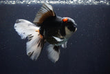 Thai Oranda  Tricolor 5.5 Inch (ID#1029To6b-107)