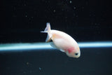 Baby Ranchu  Calico 2.5 Inch (ID#1122R9c-36) Free2Day SHIPPING