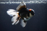 Thai Oranda  Tricolor 5.5 Inch (ID#1029To6b-107)