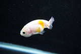 Baby Ranchu  Calico 2.5 Inch (ID#1122R9c-36) Free2Day SHIPPING