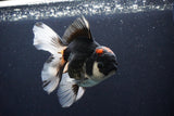 Thai Oranda  Tricolor 5.5 Inch (ID#1029To6b-107)