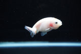 Baby Ranchu  Calico 2.5 Inch (ID#1122R9c-36) Free2Day SHIPPING