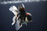 Thai Oranda  Tricolor 5.5 Inch (ID#1029To6b-107)