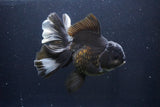 Thai Oranda  Panda 6 Inch (ID#1029To6a-108)