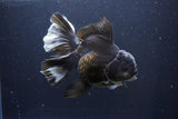 Thai Oranda  Panda 6 Inch (ID#1029To6a-108)