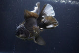 Thai Oranda  Panda 6 Inch (ID#1029To6a-108)