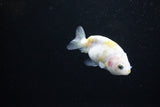 Baby Ranchu  Calico 2.5 Inch (ID#1122R9c-37) Free2Day SHIPPING