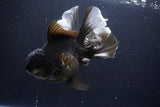 Thai Oranda  Panda 6 Inch (ID#1029To6a-108)