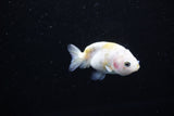 Baby Ranchu  Calico 2.5 Inch (ID#1122R9c-37) Free2Day SHIPPING