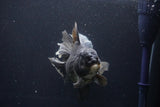 Thai Oranda  Panda 6 Inch (ID#1029To6a-108)