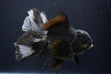 Thai Oranda  Panda 6 Inch (ID#1029To6a-108)