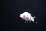 Baby Ranchu  Calico 2.5 Inch (ID#1122R9c-37) Free2Day SHIPPING