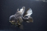 Thai Oranda  Panda 6 Inch (ID#1029To6a-108)