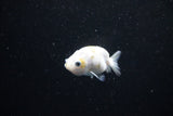 Baby Ranchu  Calico 2.5 Inch (ID#1122R9c-37) Free2Day SHIPPING