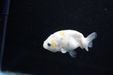 Baby Ranchu  Calico 2.5 Inch (ID#1122R9c-37) Free2Day SHIPPING