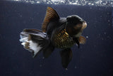 Thai Oranda  Panda 6 Inch (ID#1029To6a-108)