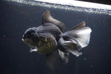 Thai Oranda  Panda 6 Inch (ID#1029To6a-108)