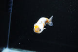 Baby Ranchu  Calico 3 Inch (ID#1122R9c-38) Free2Day SHIPPING