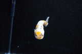 Baby Ranchu  Calico 3 Inch (ID#1122R9c-38) Free2Day SHIPPING