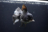 Thai Oranda  Panda 6 Inch (ID#1029To6a-108)