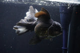 Thai Oranda  Panda 6 Inch (ID#1029To6a-108)